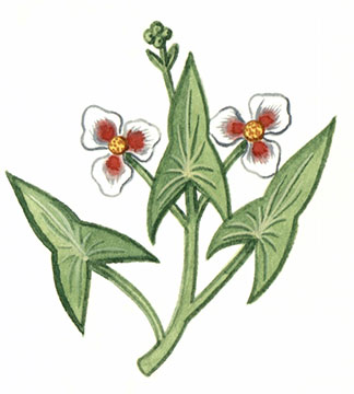 Insigne de Dacre Fiennes Boulton