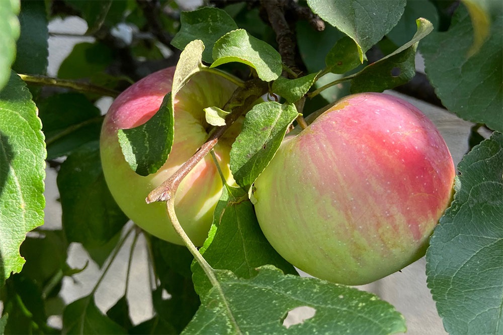 Bannique d’automne aux pommes rôties cuite sur feu de camp