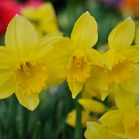 Launch of the Canadian Cancer Society’s Daffodil Month