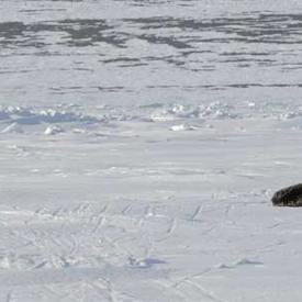 VISITE DANS LE NORD DU CANADA - Visite du passage du Nord-Ouest à Resolute Bay