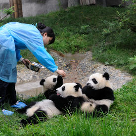 Visite du centre de recherche du panda géant
