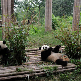 Visite du centre de recherche du panda géant