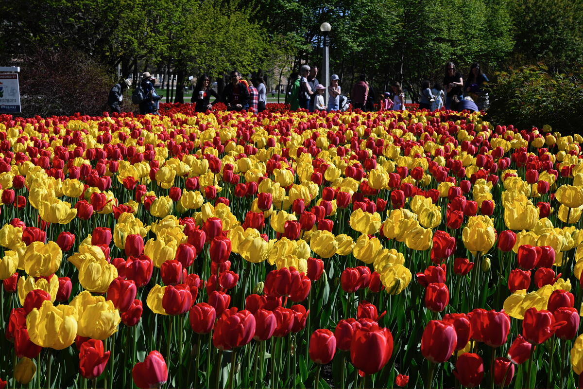 A large field of red and yellow tulips.