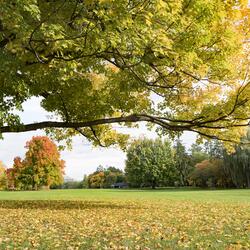 Un grand arbre aux feuilles jaune vif étend ses branches au-dessus d'un parc verdoyant.